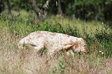 SETTER ANGLAIS 219